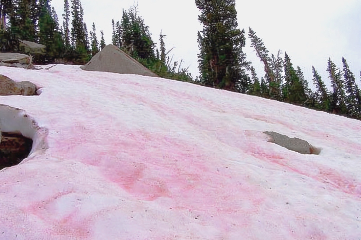 Красная снежка. Сьерра Невада розовый снег. Сьерра Невада красный снег. Сьерра Невада Арбузный снег. Розовый снег в Хибинах.